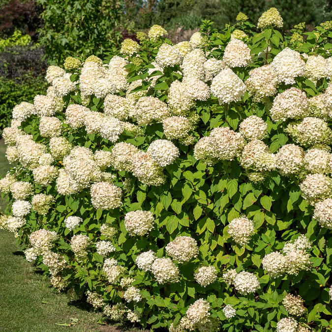 Bakker Hortensia paniculé Silver Dollar arbuste lot 2 pots 3L