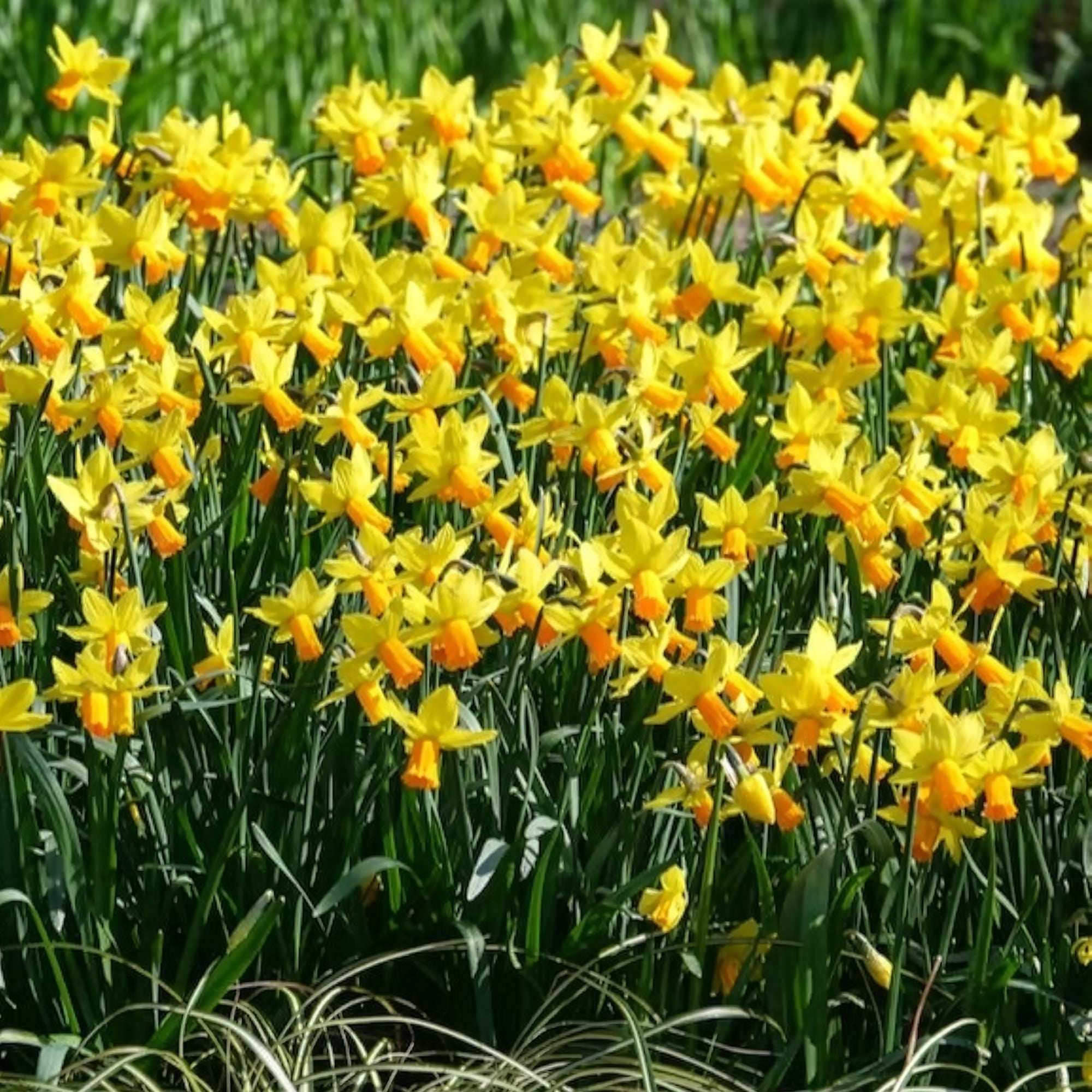 Bakker Mini-narcisse Jet Fire bulbe jaune 5 bulbes