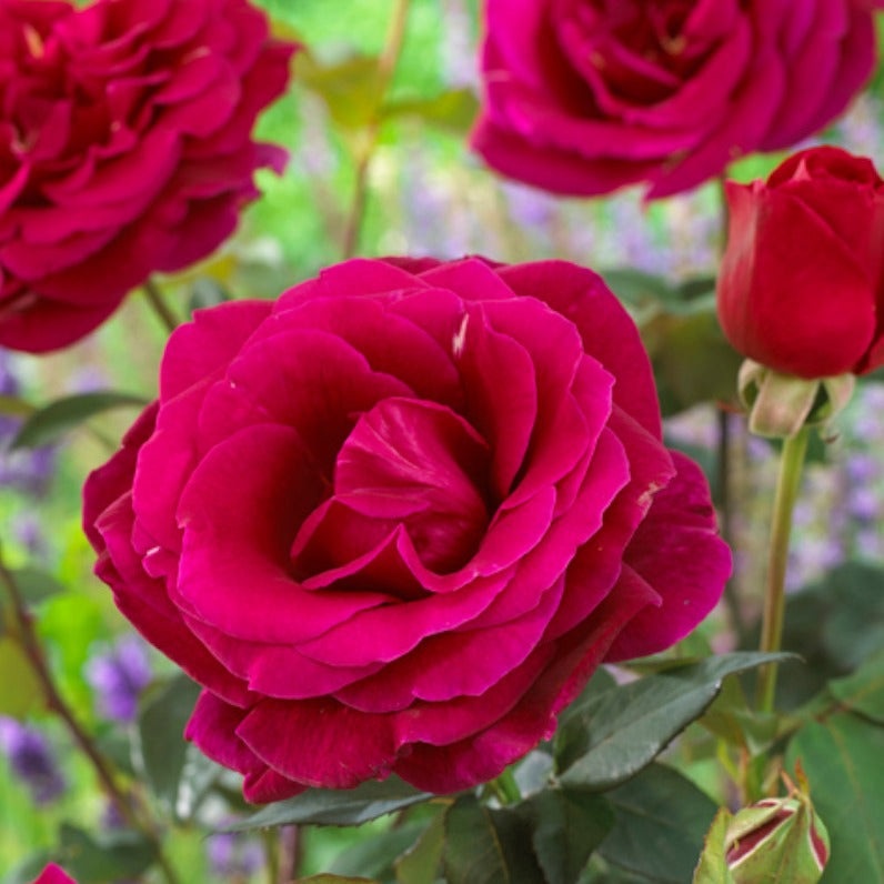 Bakker Oklahoma rosier buisson racine nue rouge parfumé