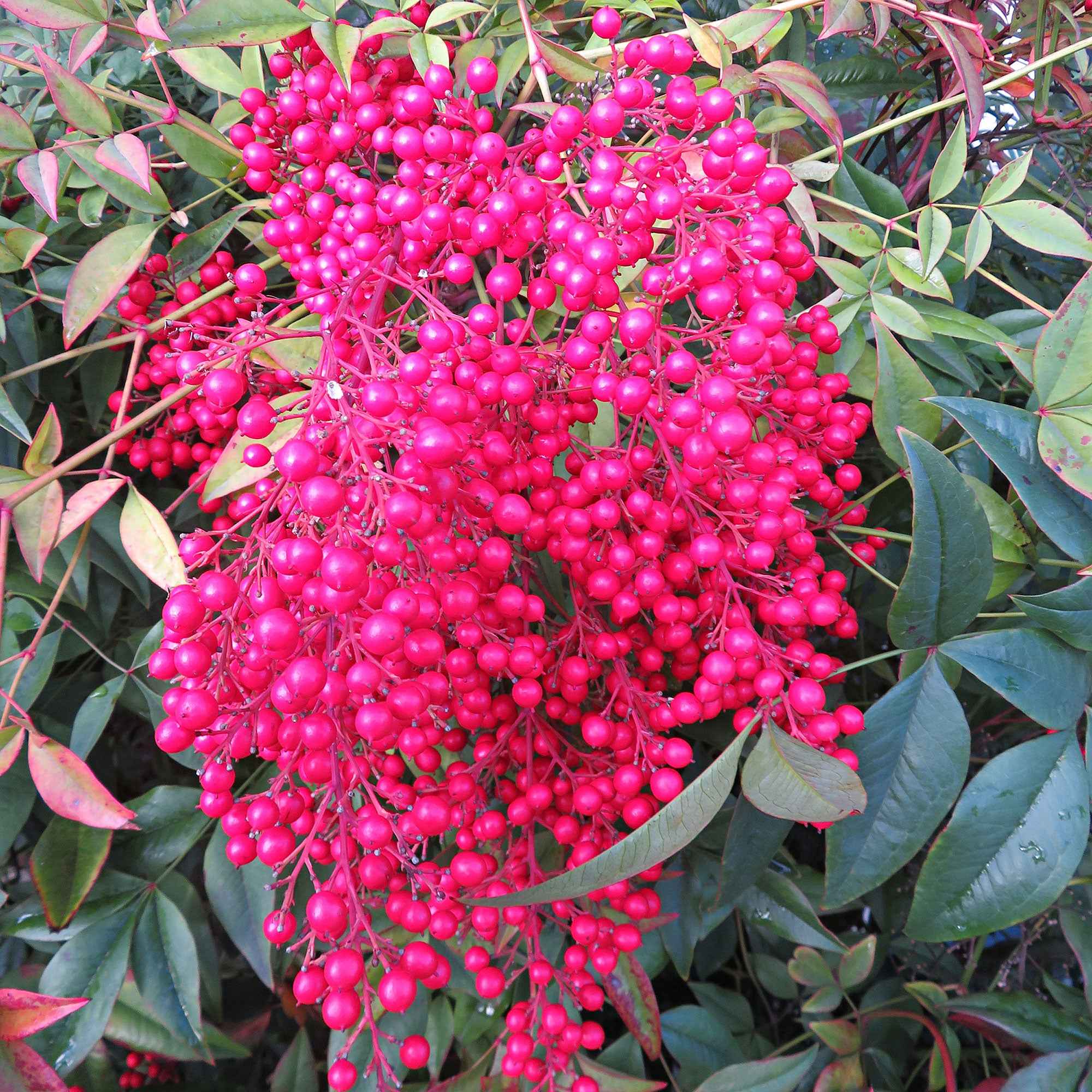 Bakker Nandina Fire Power bambou sacré pot 2L 20-30cm