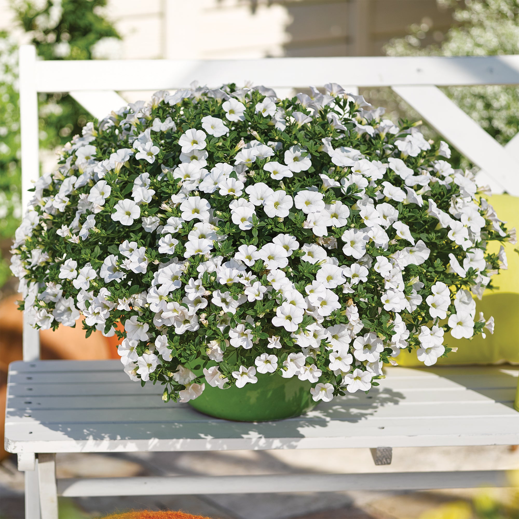 Bakker Mini-pétunia blanches fleur balcon 3 pots Ø 10,5cm