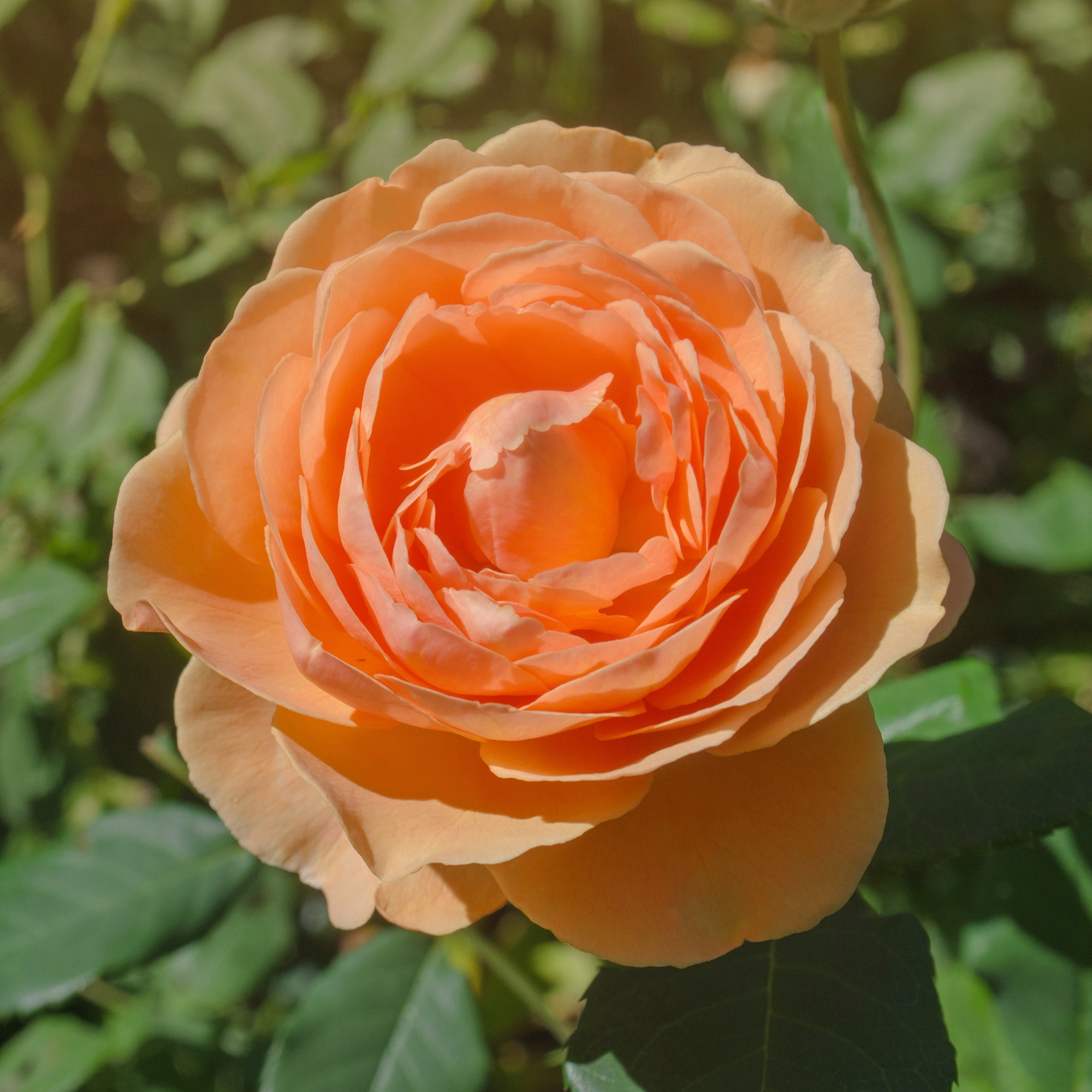 Bakker Rosier Lady of Shalott pot 4L 15-40cm orange