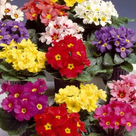 Bakker Primevères Colossea grosses fleurs graines 0,15g mélange