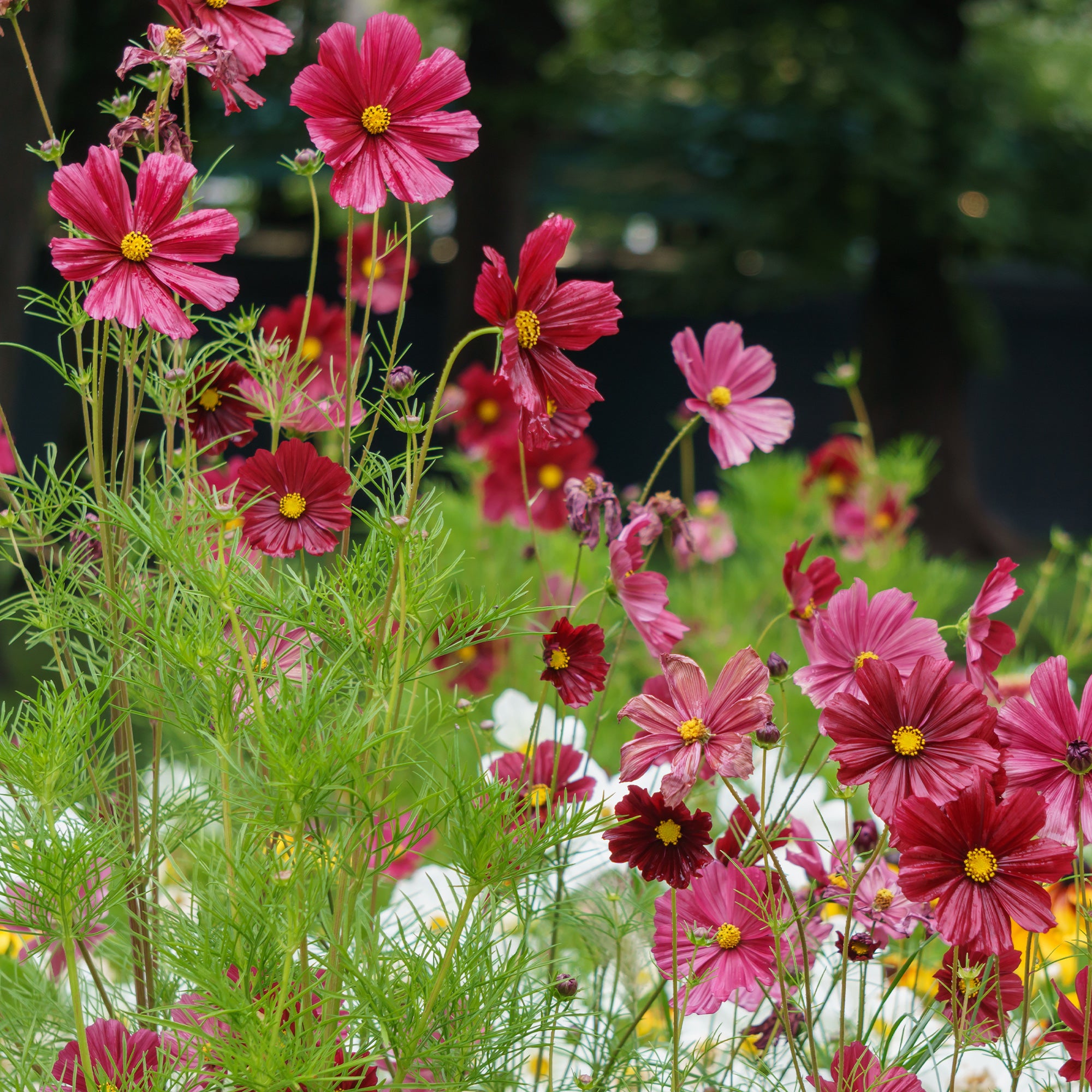 Bakker Cosmos rose fleur annuelle pot Ø 10,5 cm