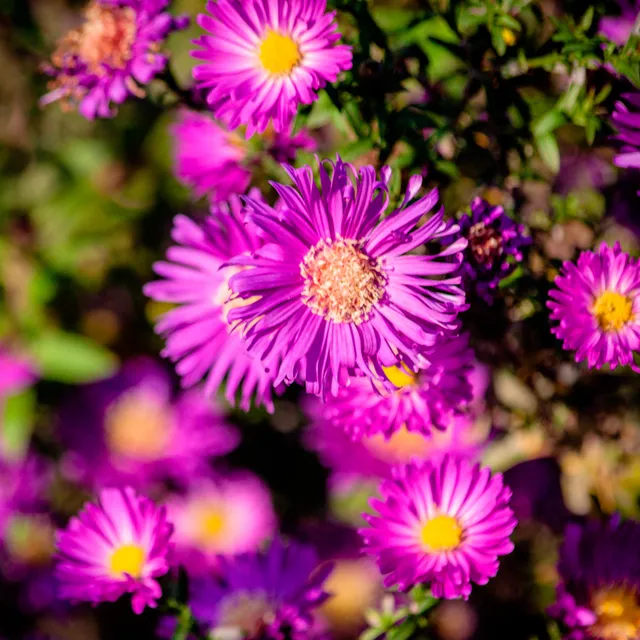 Bakker Anneke aster nain vivace pot 9cm fuchsia