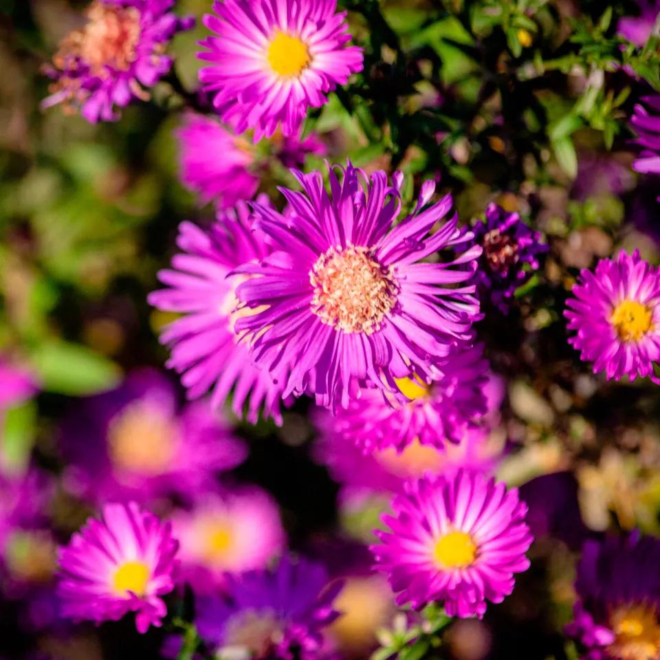Bakker Anneke aster nain vivace pot 9cm fuchsia