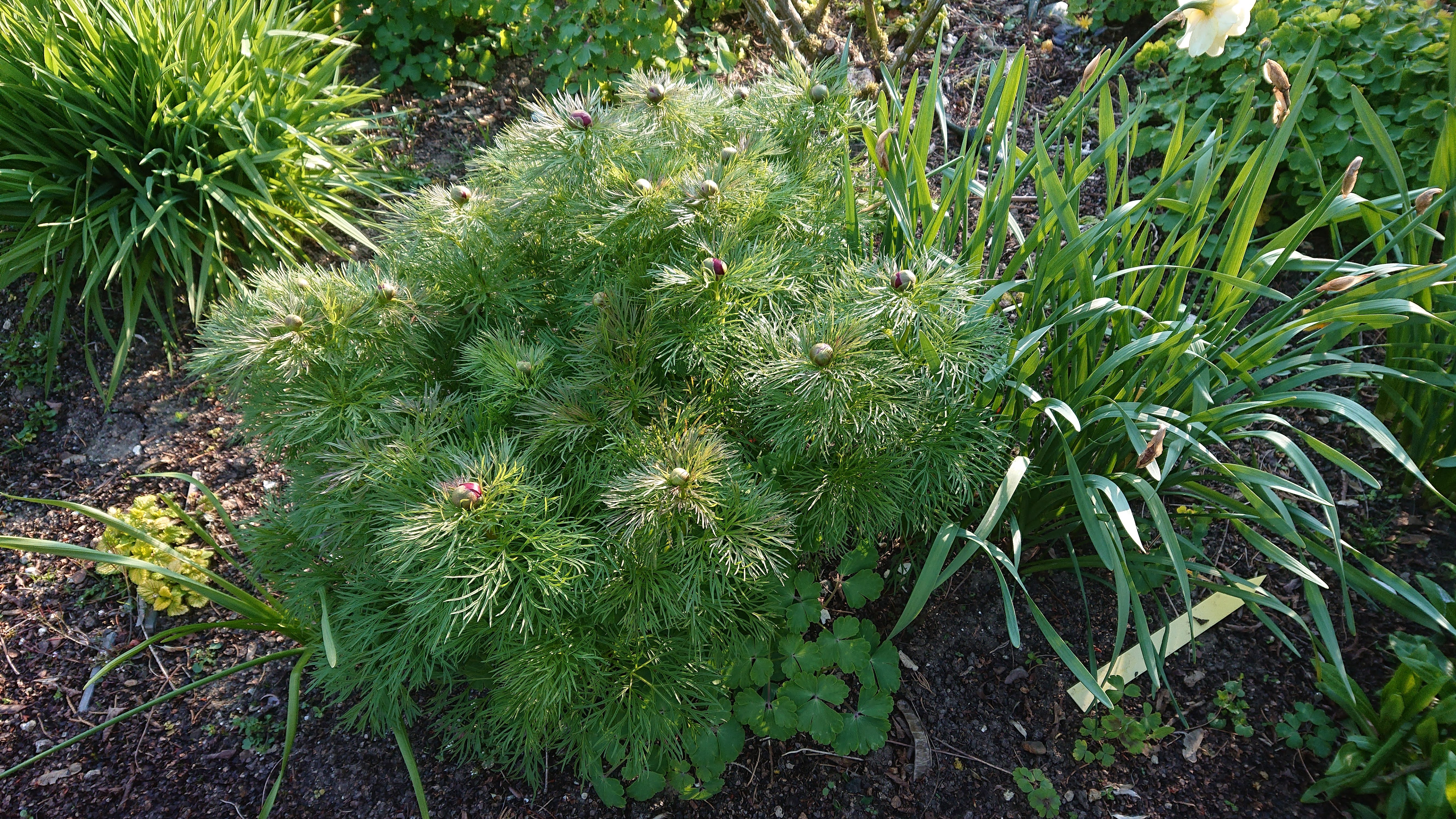 Passion Vivaces Paeonia tenuifolia pivoine pot 2L fleur rouge