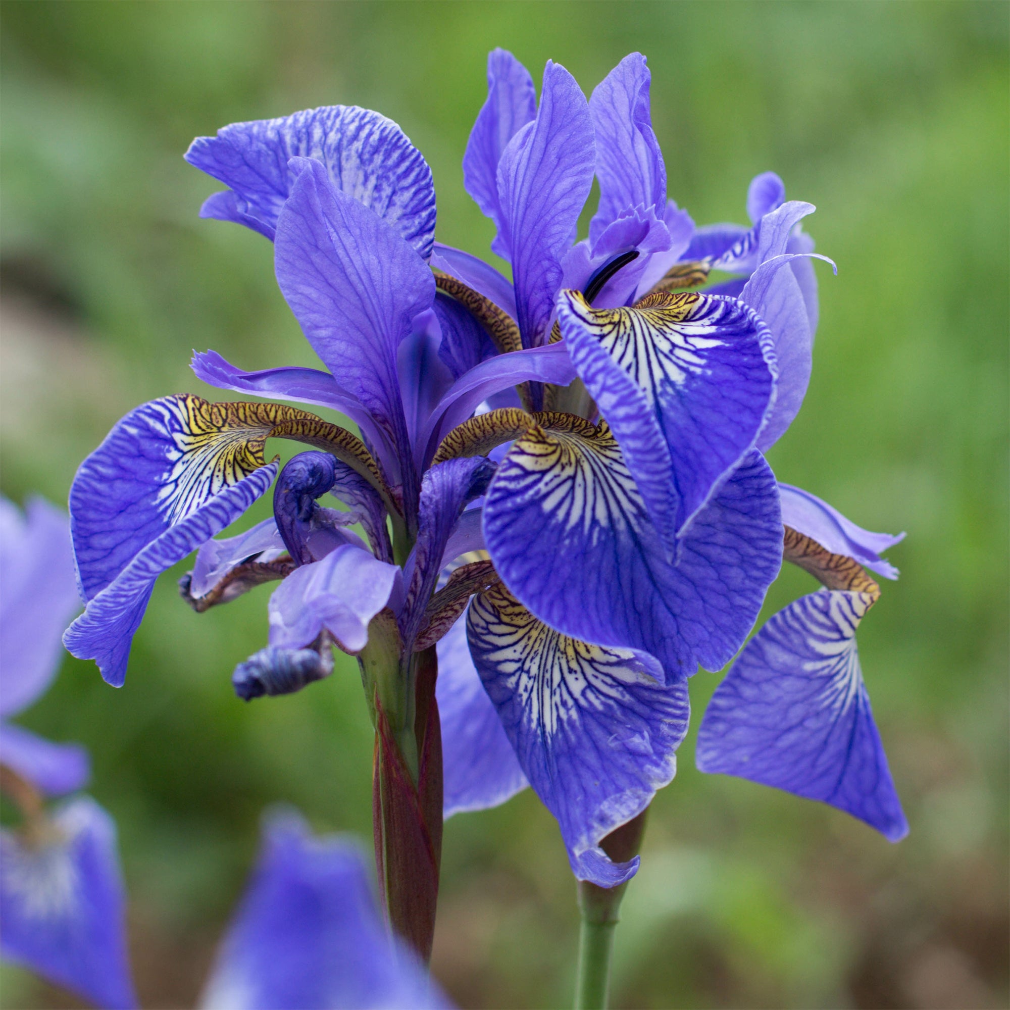 Bakker Plantes de bassin Iris des marais bleu pot 9cm vivace