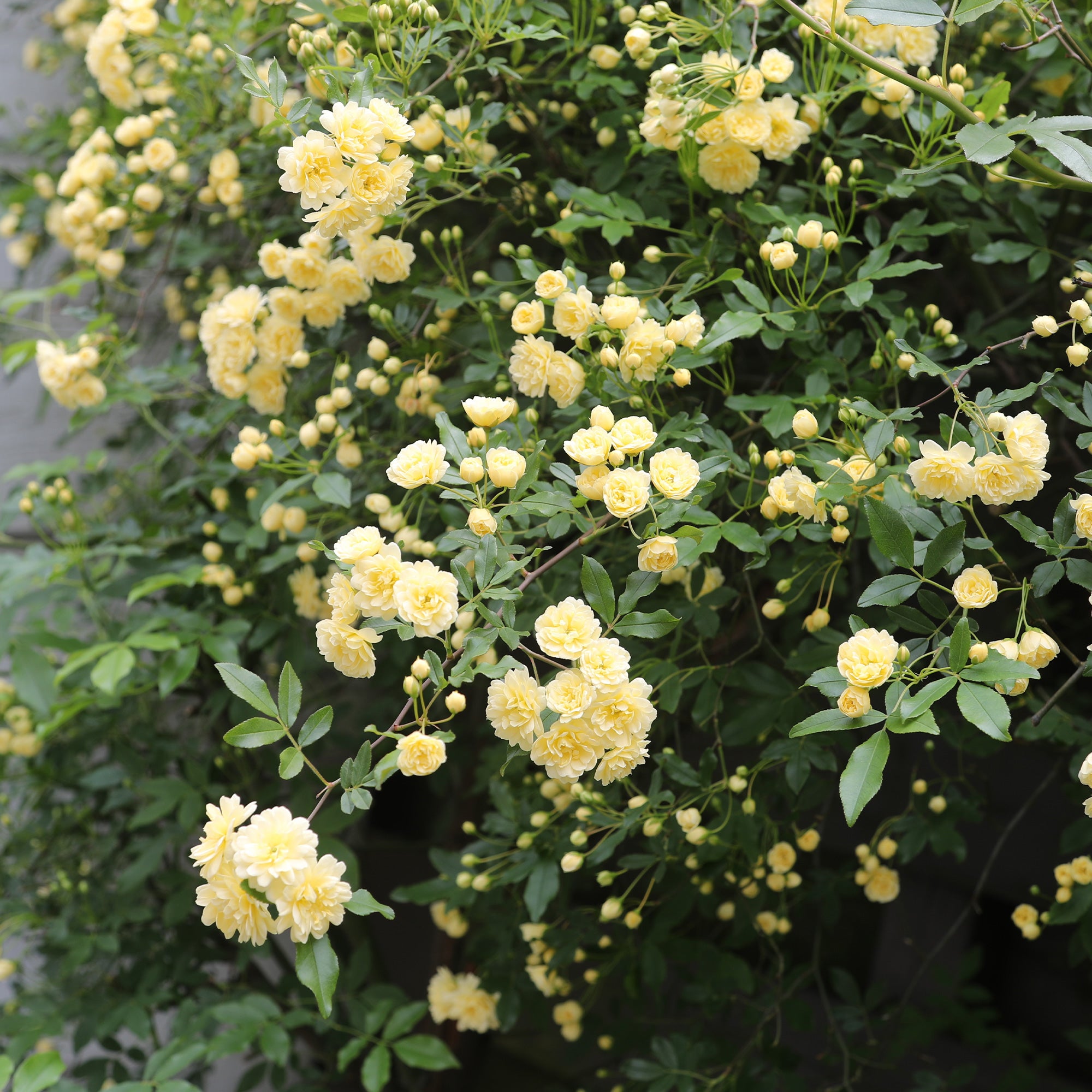 Bakker Rosiers rosier Banks jaune grimpant sans épines pot