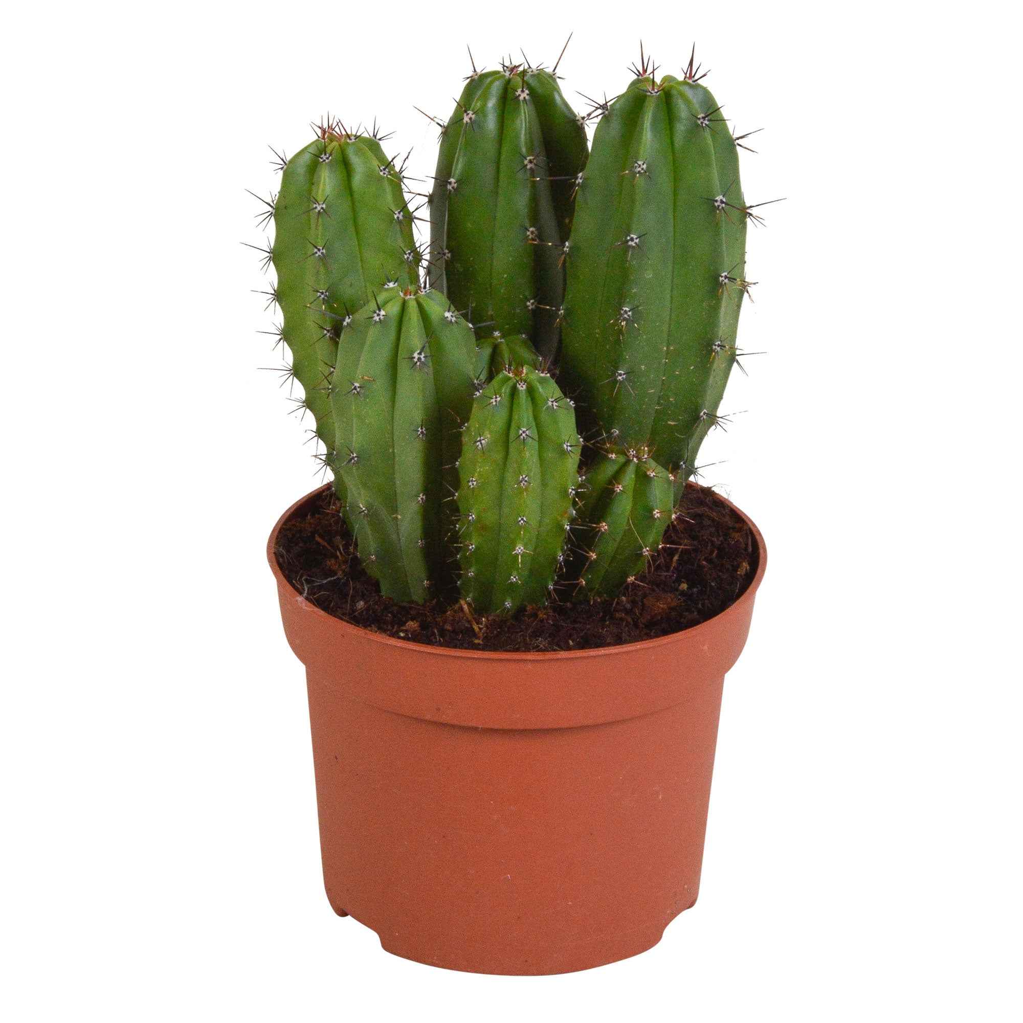 Bakker Polaskia Chichipe cactus pot Ø12cm fruits comestibles