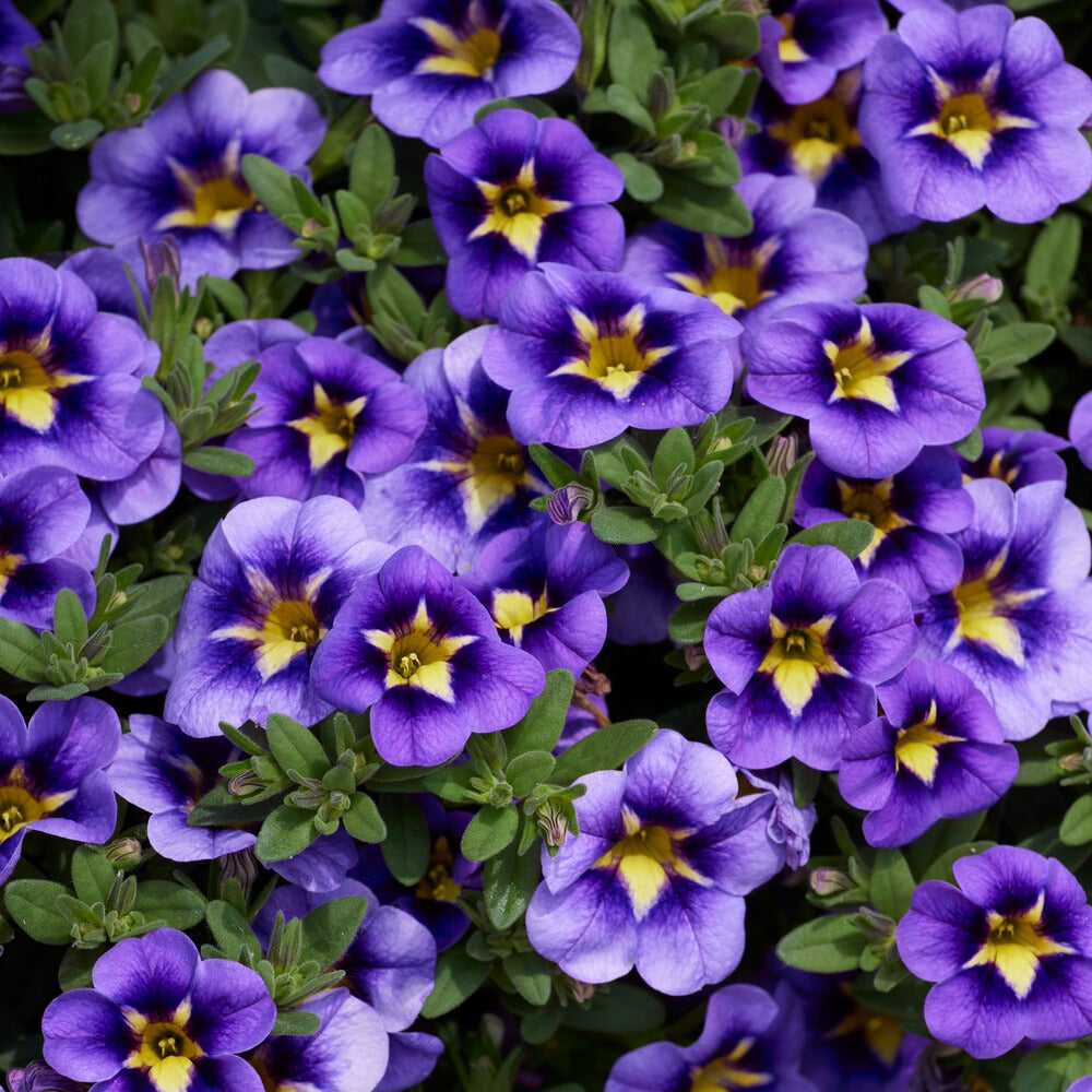 Bakker Bumble Bee Mini-pétunia retombant 3 pots Ø10.5cm violet