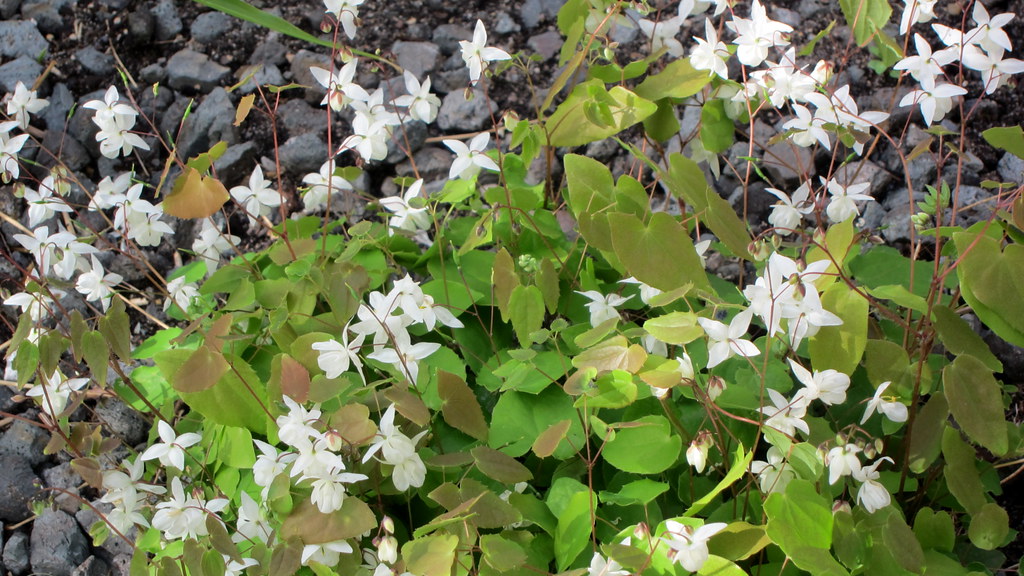 Passion Vivaces Epimedium youngianum Niveum plante pot 1L fleurs blanches