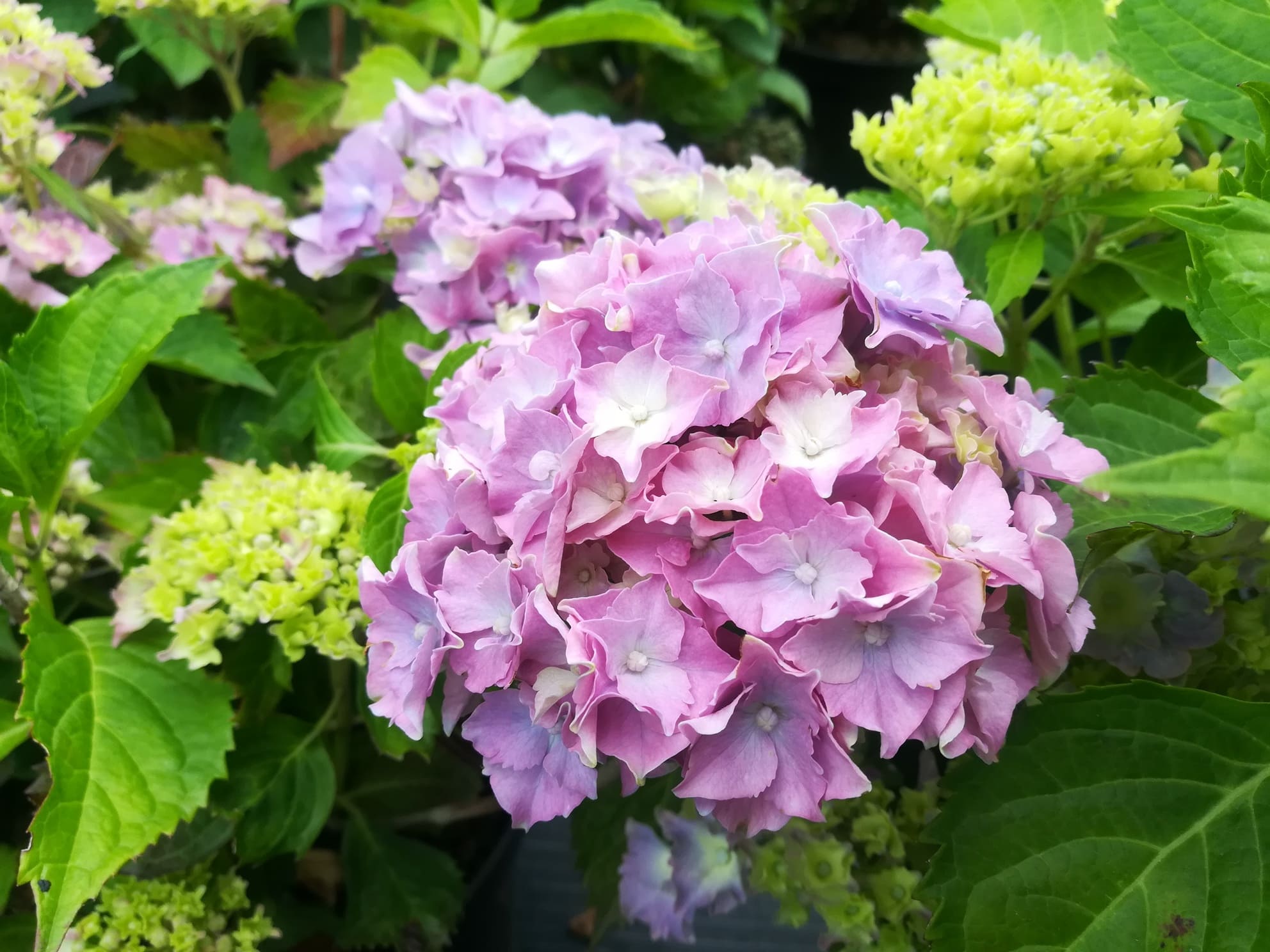Les Hortensias du Haut Bois Lancelot hortensia rond rose