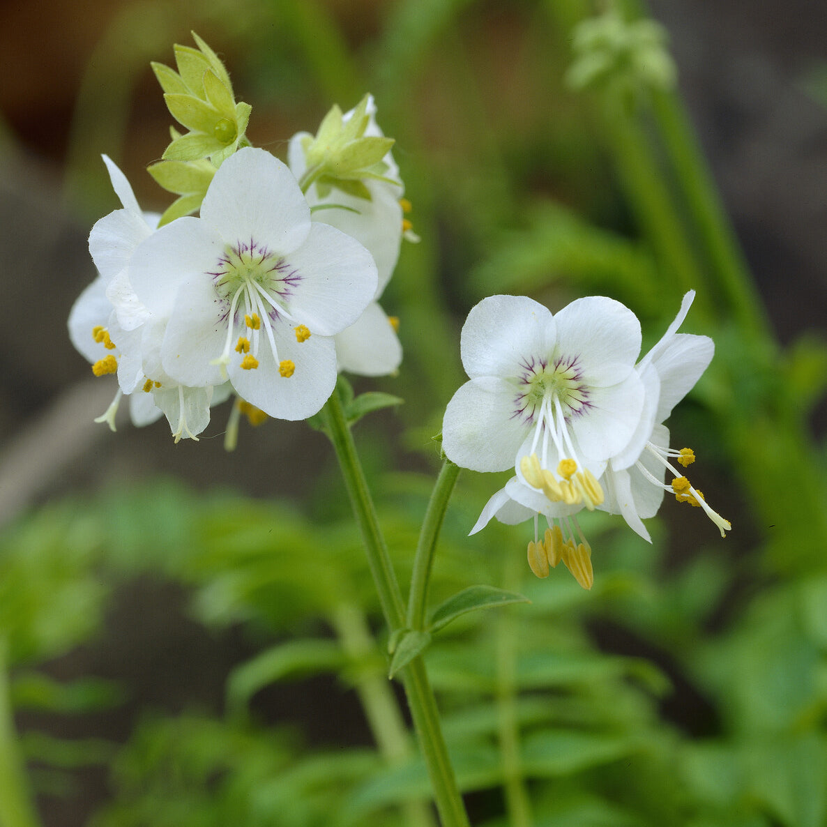 Bakker Valériane grecque blanche vivace pot Ø 9 cm