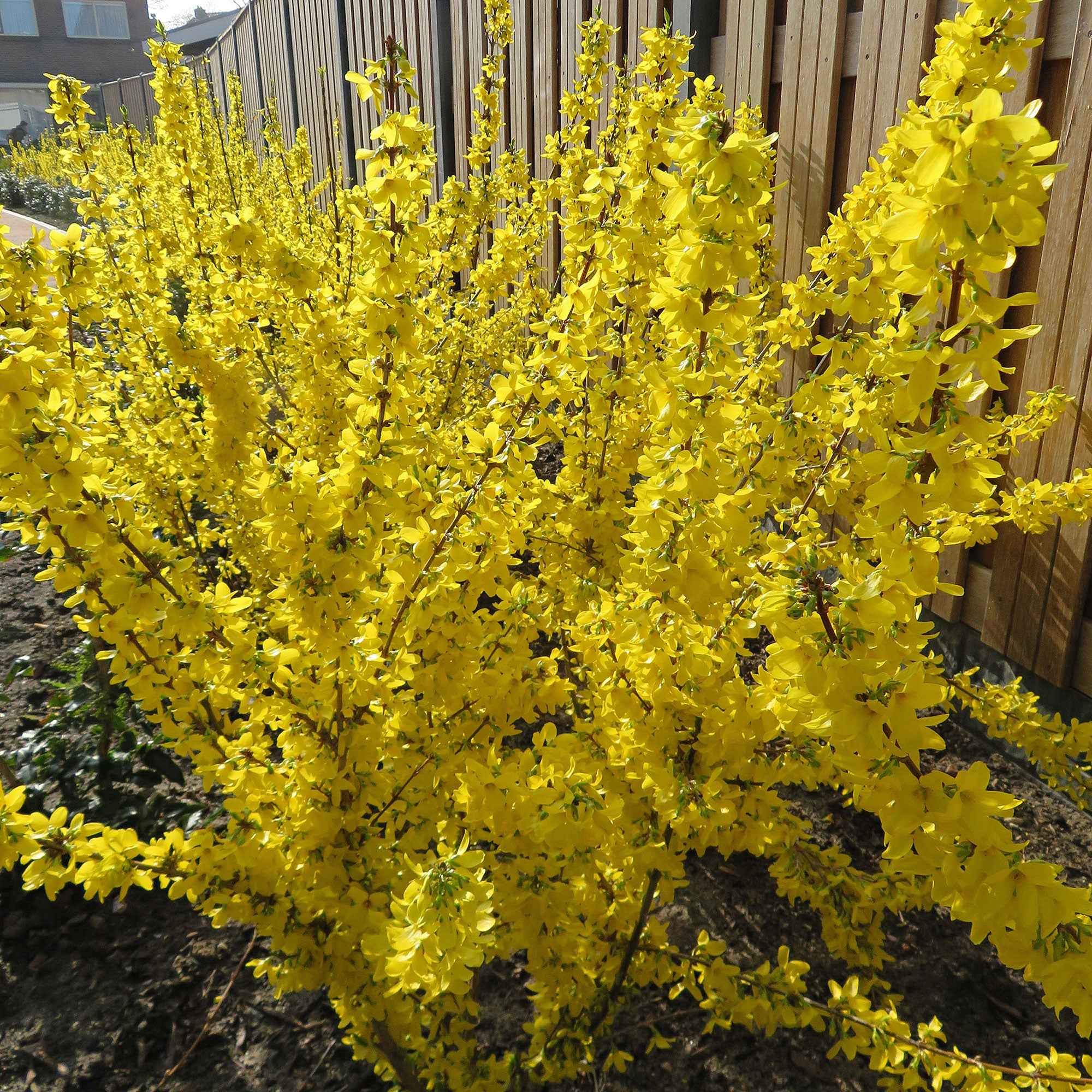 Bakker Arbustes Forsythia Mikador jaune pot 3L 30-40cm