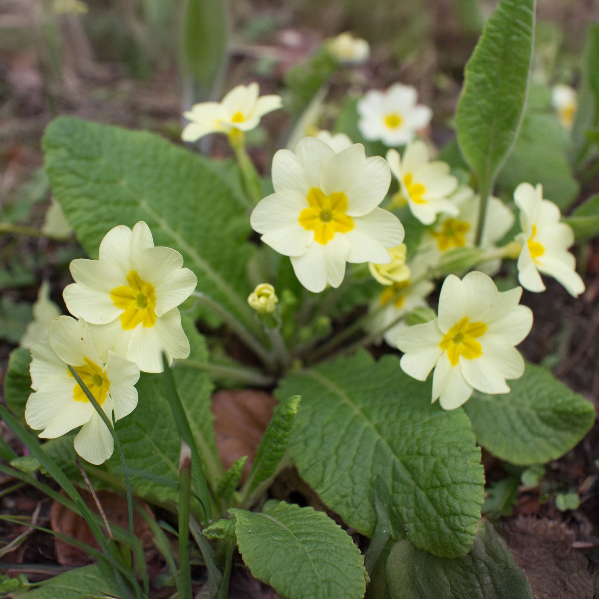 Bakker Primevère des jardins plante vivace pot 9cm blanc