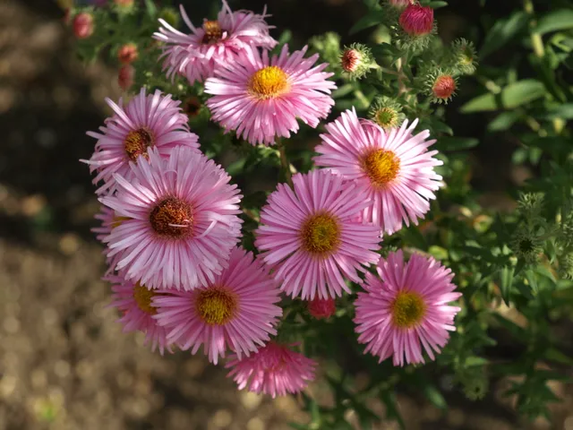 Passion Vivaces Aster Rosa Sieger godet rose fluo 50 mm