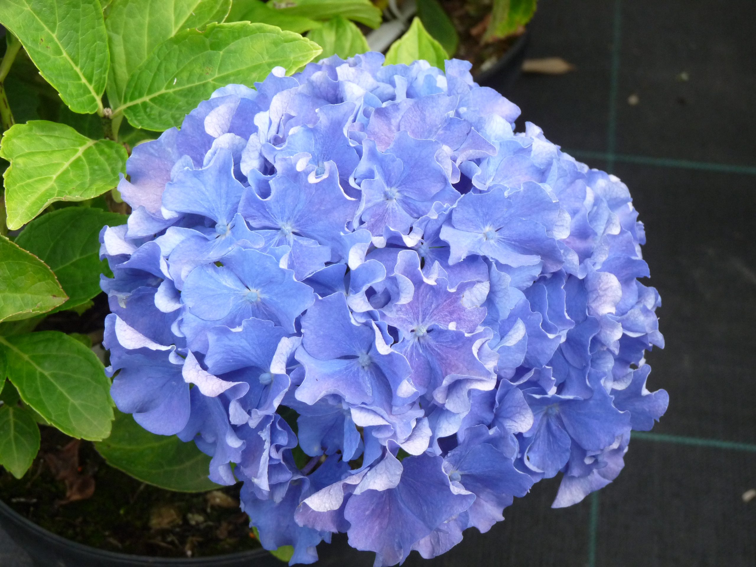 Les Hortensias du Haut Bois Souvenir du Haut-Bois hortensia boule godet