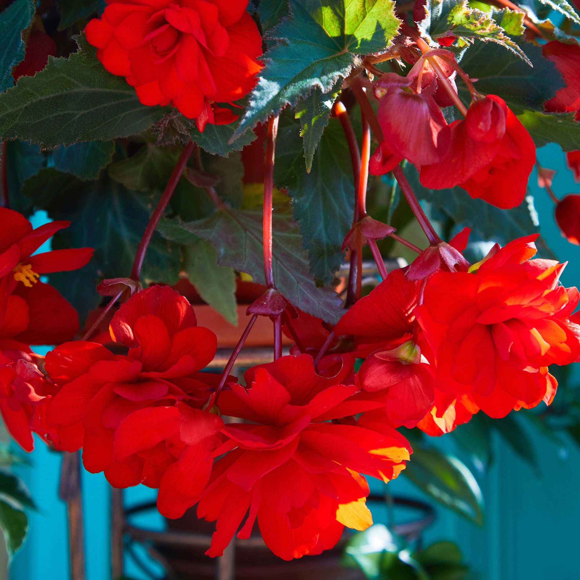 Bakker Bégonia retombant rouge pot 10,5cm mi-ombre