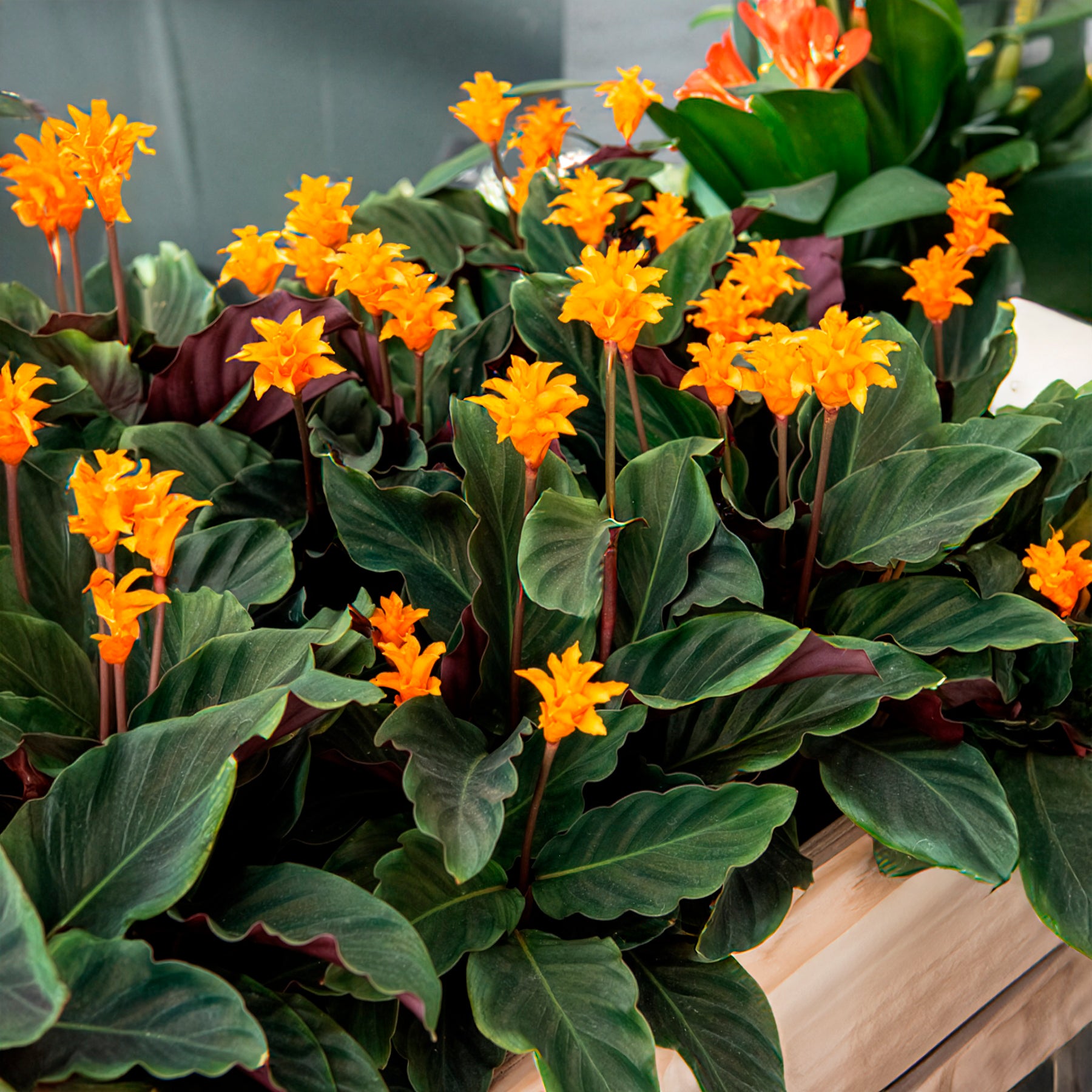 Bakker Calathéa Crocata pot Ø14cm fleurs orange 25-35cm
