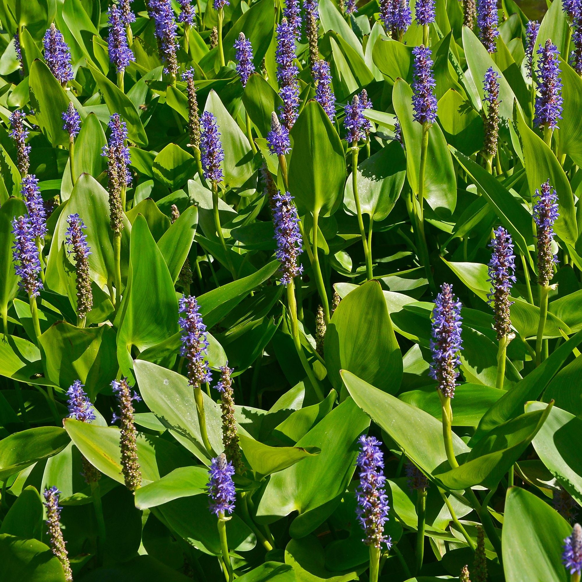 Bakker Plantes de bassin Pontédérie feuilles en coeur plante aquatique pot 9cm bleue