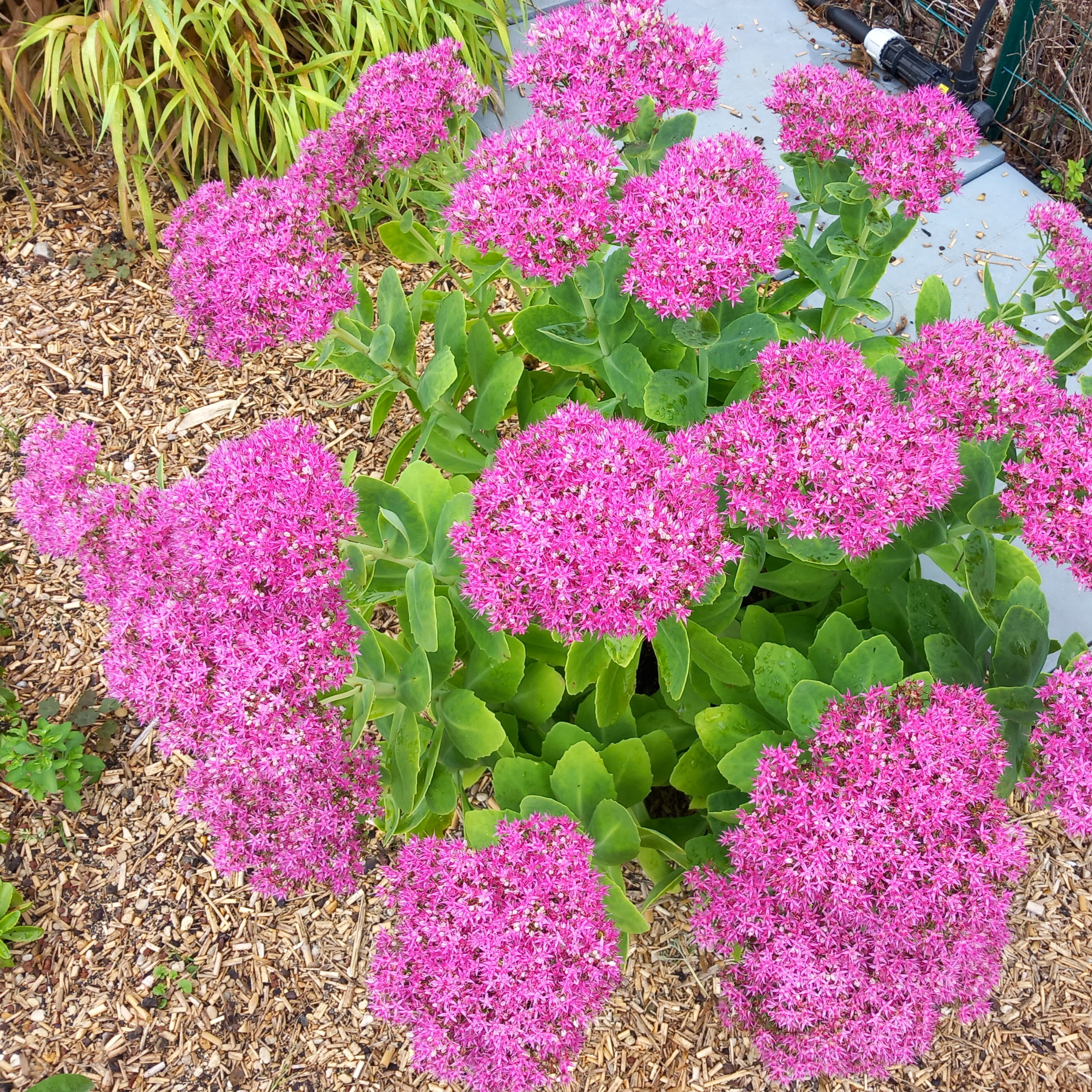 Passion Vivaces Sedum spectabilis Lisa vivace rose foncé