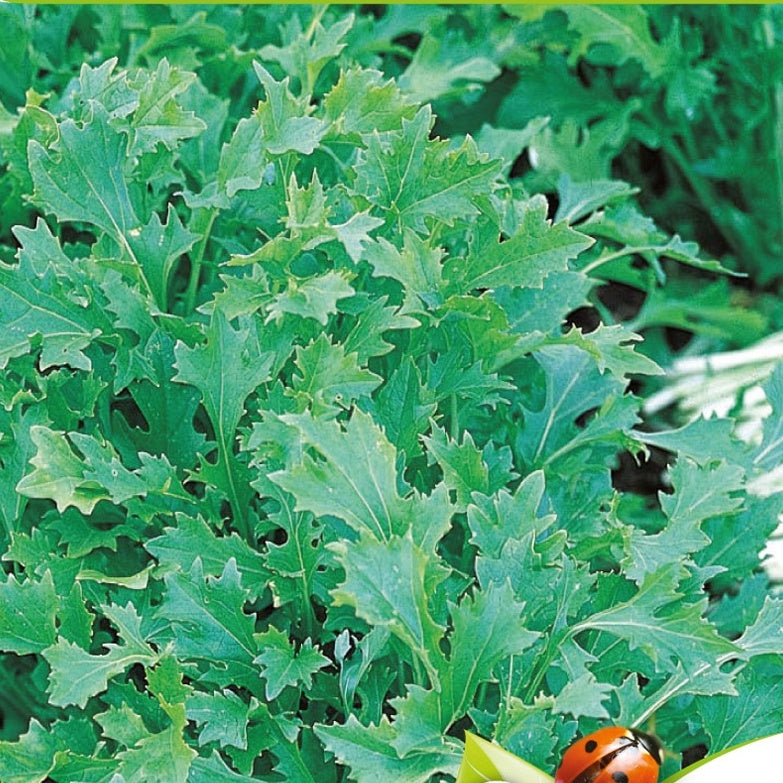 Bakker Potager et Graines Pousses de navettes Mesophylla Bio graines sachet 3g