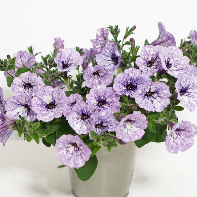 Bakker Lavender Sky pétunia violet 3 pots Ø10,5cm