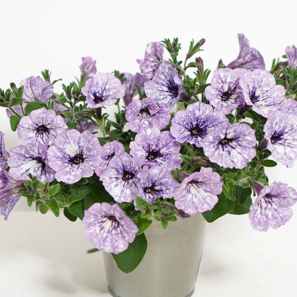 Bakker Lavender Sky pétunia violet 3 pots Ø10,5cm