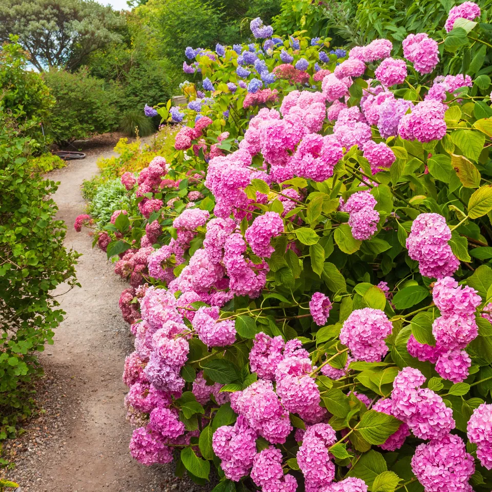 Bakker Hortensia rose arbuste pot 1,3L 15-20cm fleur rose