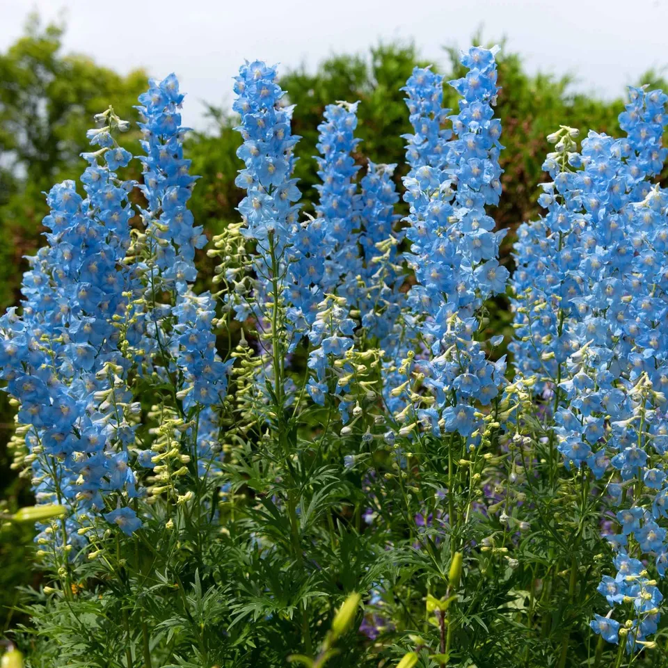 Bakker Ciel Bleu delphinium paquet 5 racines bleu
