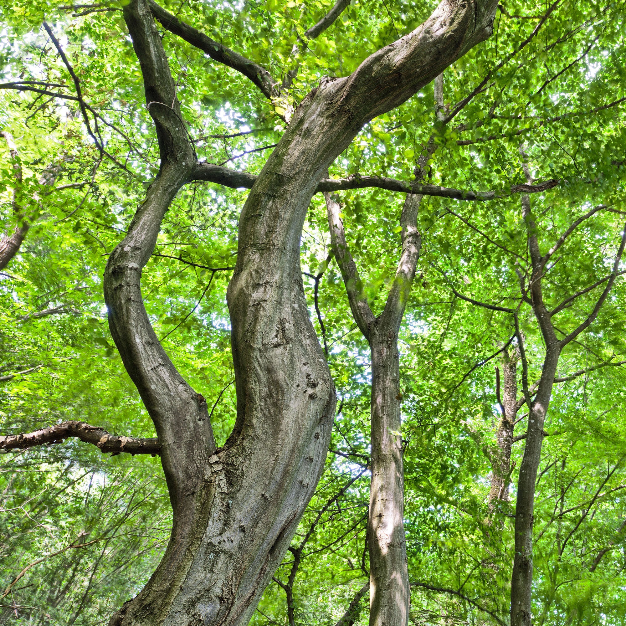 Bakker Charme commun Carpinus haie pot 2L 80-100cm
