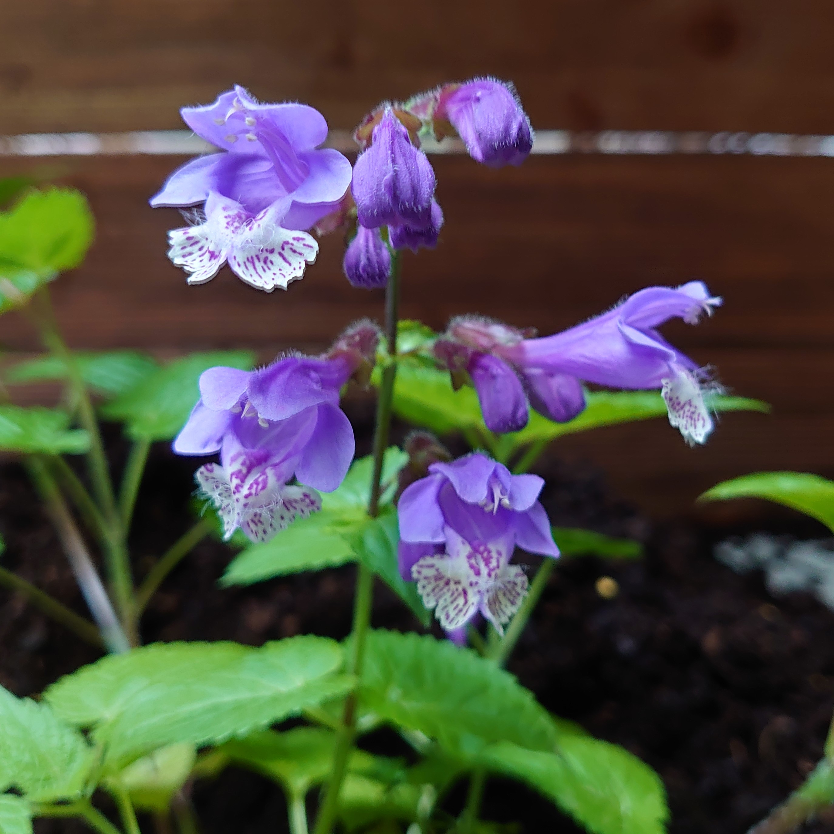Passion Vivaces Meehania Japan Blau plante vivace pot 1 L bleu