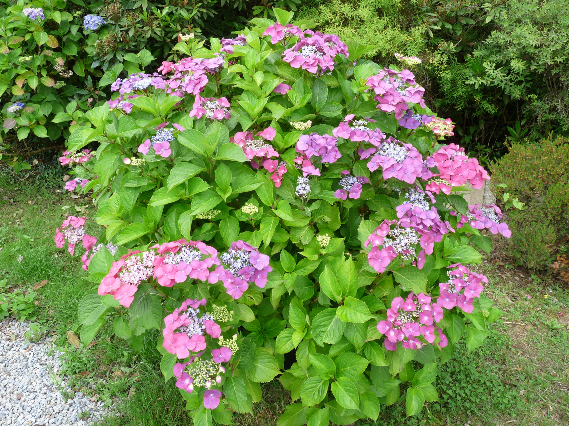 Les Hortensias du Haut Bois Geoffrey Chadbund hortensia plates