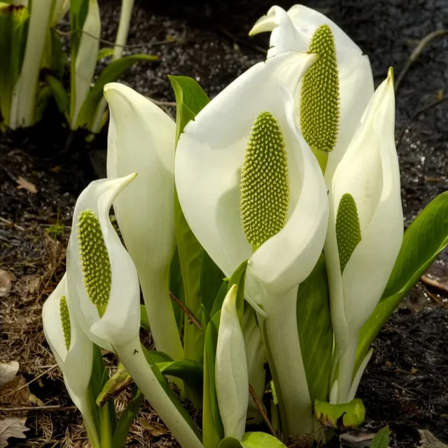 Bakker Plantes de bassin Arum bananier blanc pot 9cm