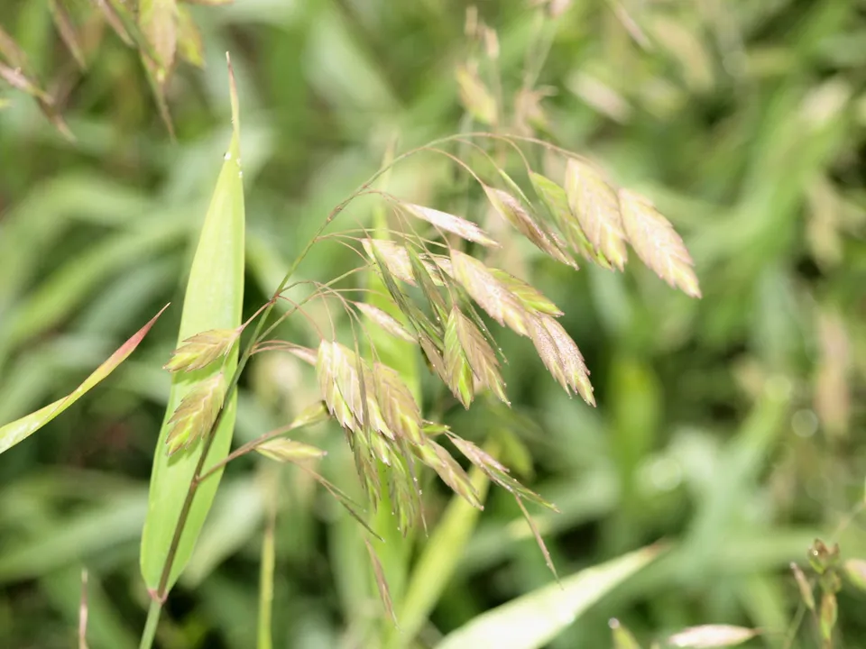 Passion Vivaces Chasmanthium latifolium graminée pot 1L verte