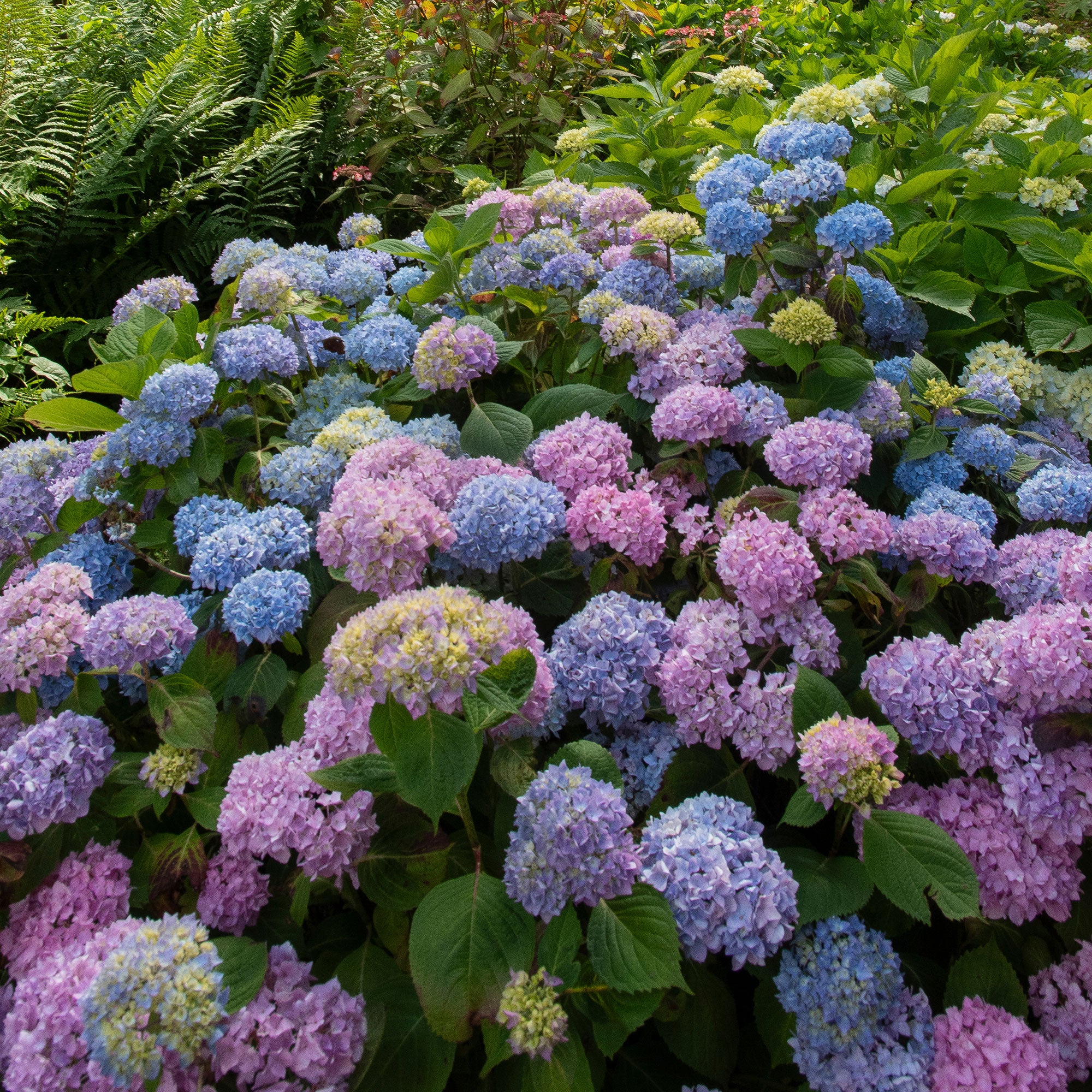 Bakker Hortensia tricolore Hydrangea pot 1,5L rose bleu blanc