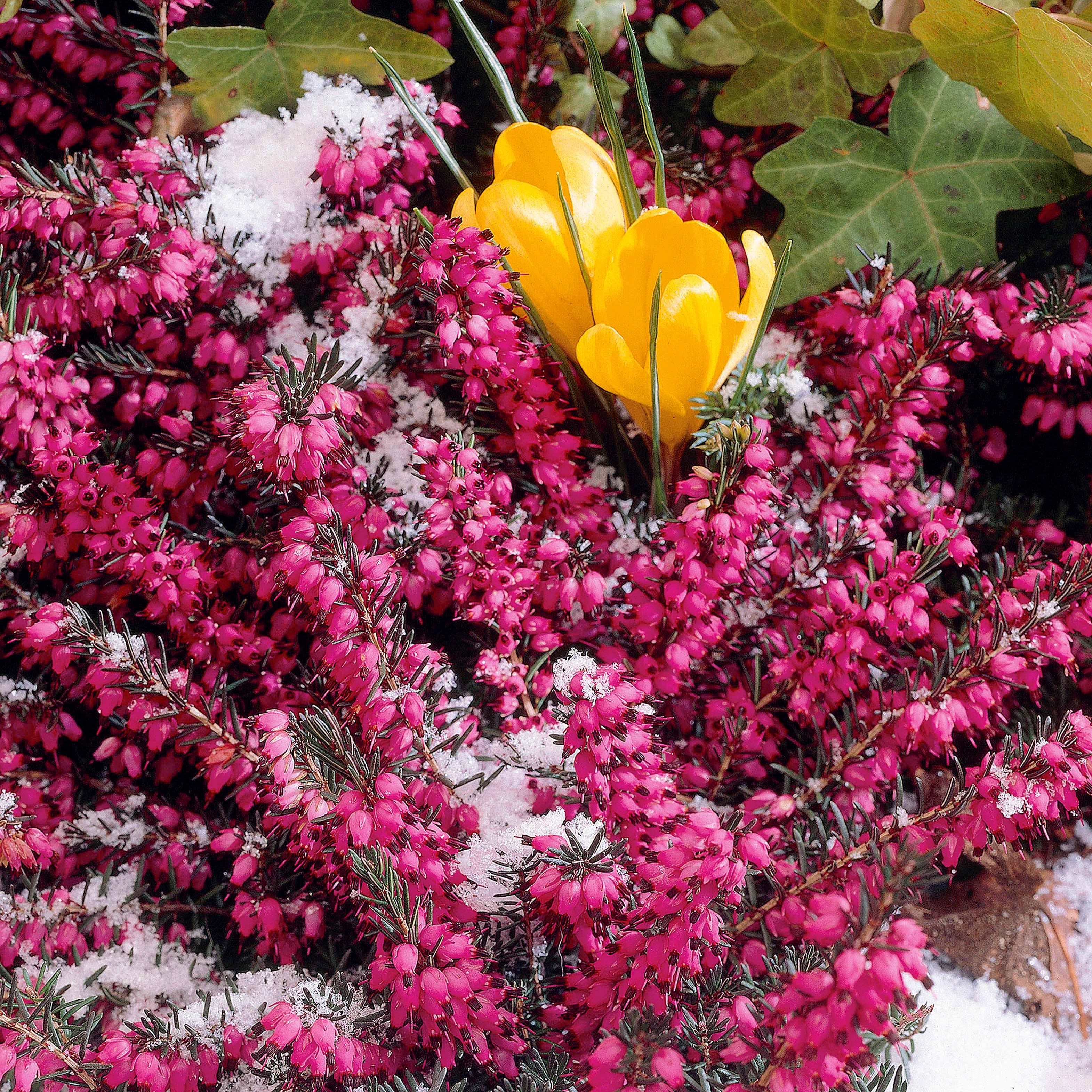 Bakker Lucie bruyère d'hiver plante pot 1L rose