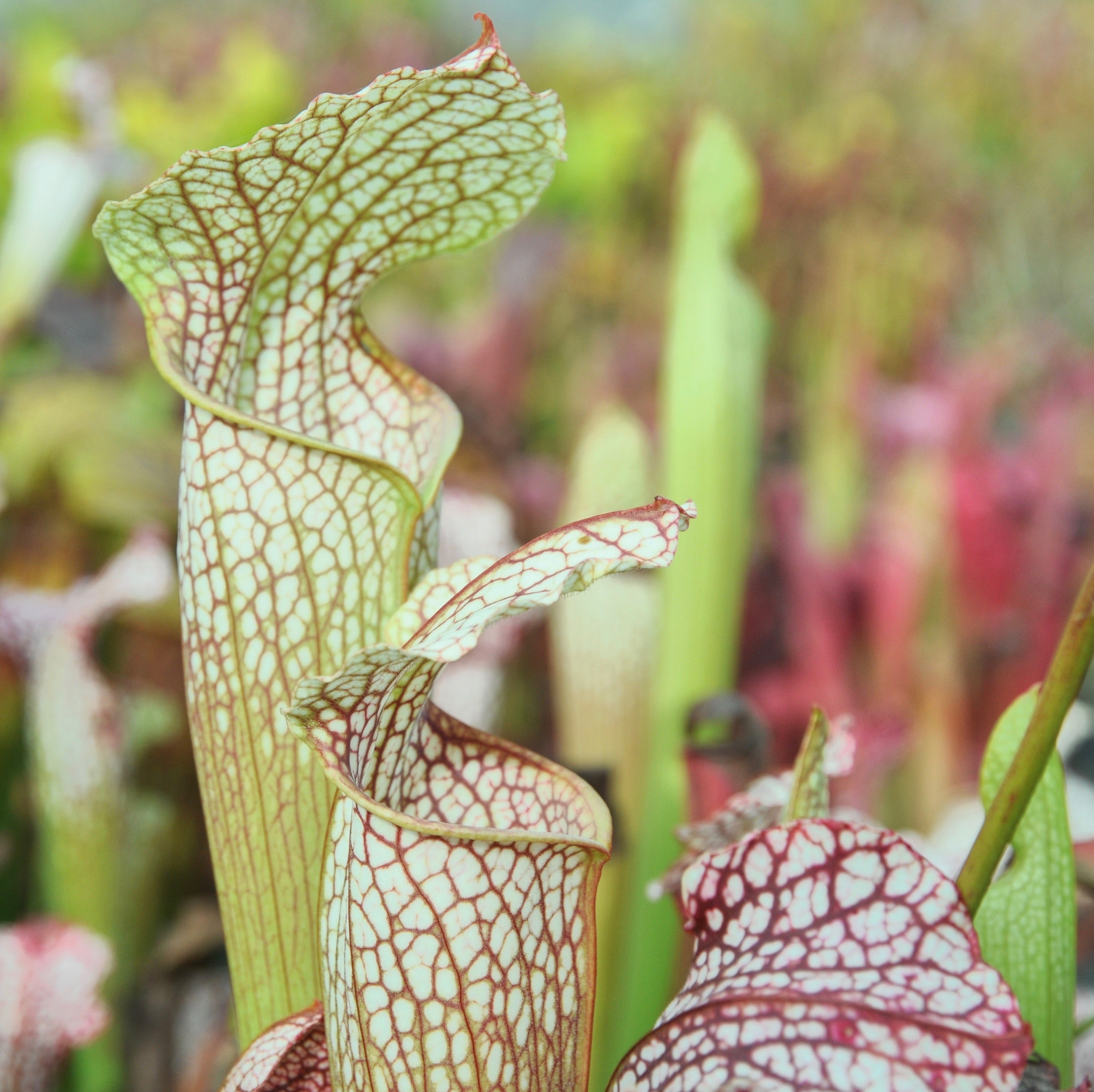 Carniflore Sarracenia leucophylla buntings original 1 point