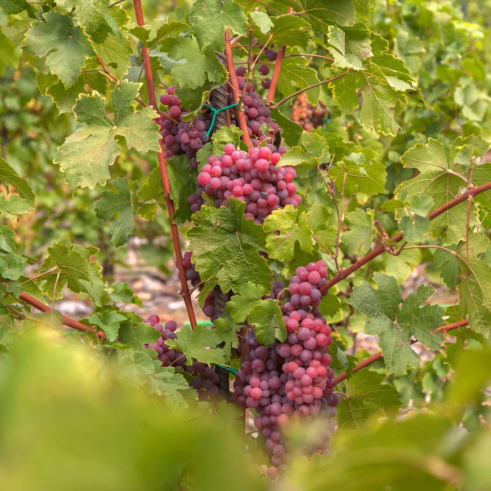 Bakker Vigne Chasselas rose fruitier motte 2 ans 30-40cm soleil
