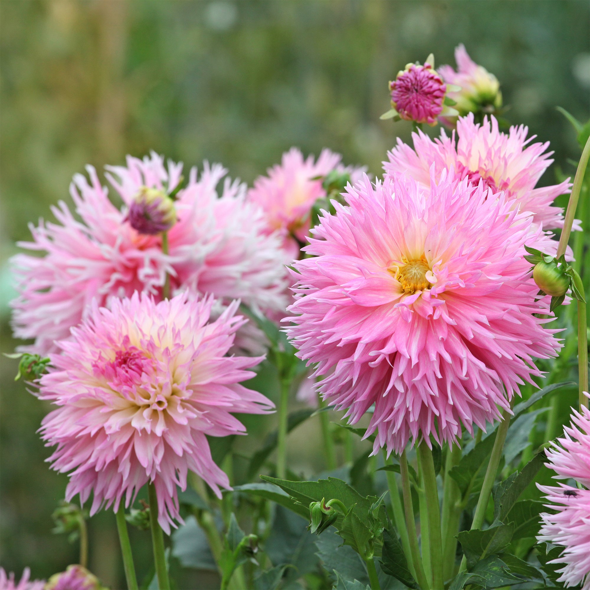 Bakker Dahlia Nadia Ruth bulbe 3 bulbes rose dentelle