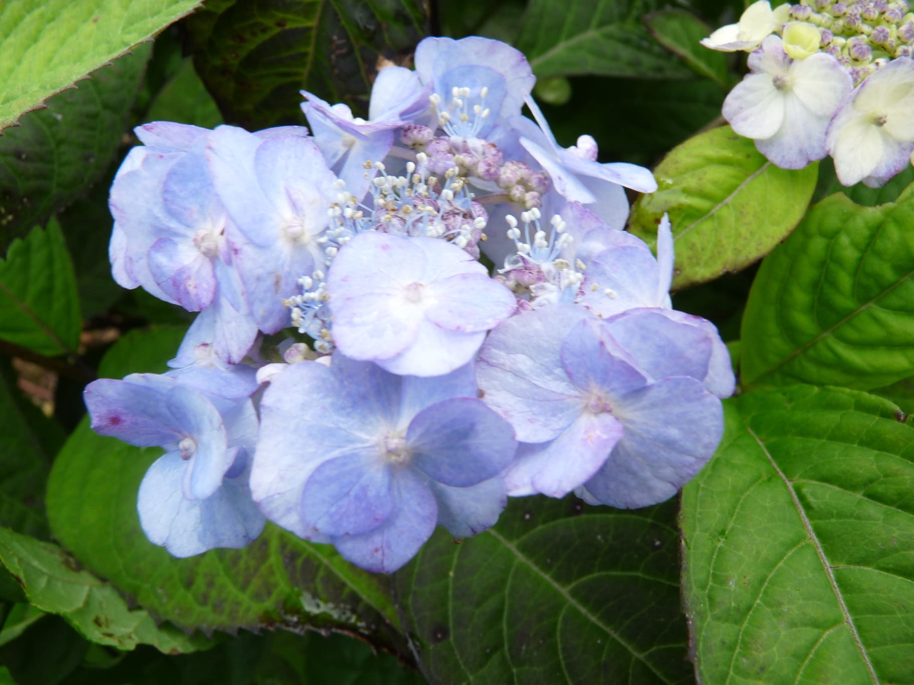 Les Hortensias du Haut Bois serrata Yae no-amacha hortensia godet