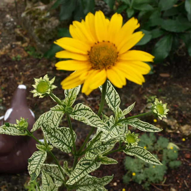Passion Vivaces Heliopsis Loraine Sunshine plante pot 1 litre jaune