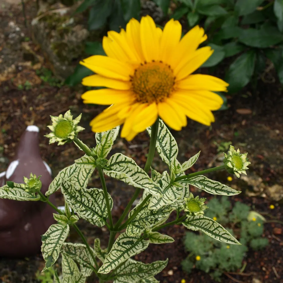 Passion Vivaces Heliopsis Loraine Sunshine plante pot 1 litre jaune