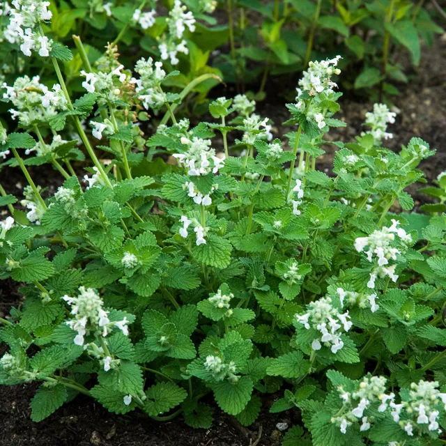 Bakker Snowflake népéta plante vivace pot 9cm fleurs blanches