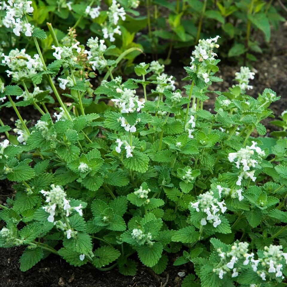 Bakker Snowflake népéta plante vivace pot 9cm fleurs blanches