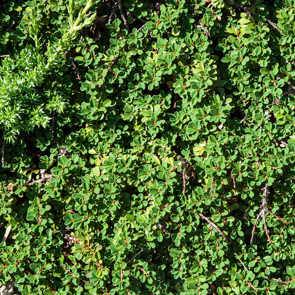 Bakker Cotonéaster de Dammer arbuste pot 1.5L 30-40cm vert