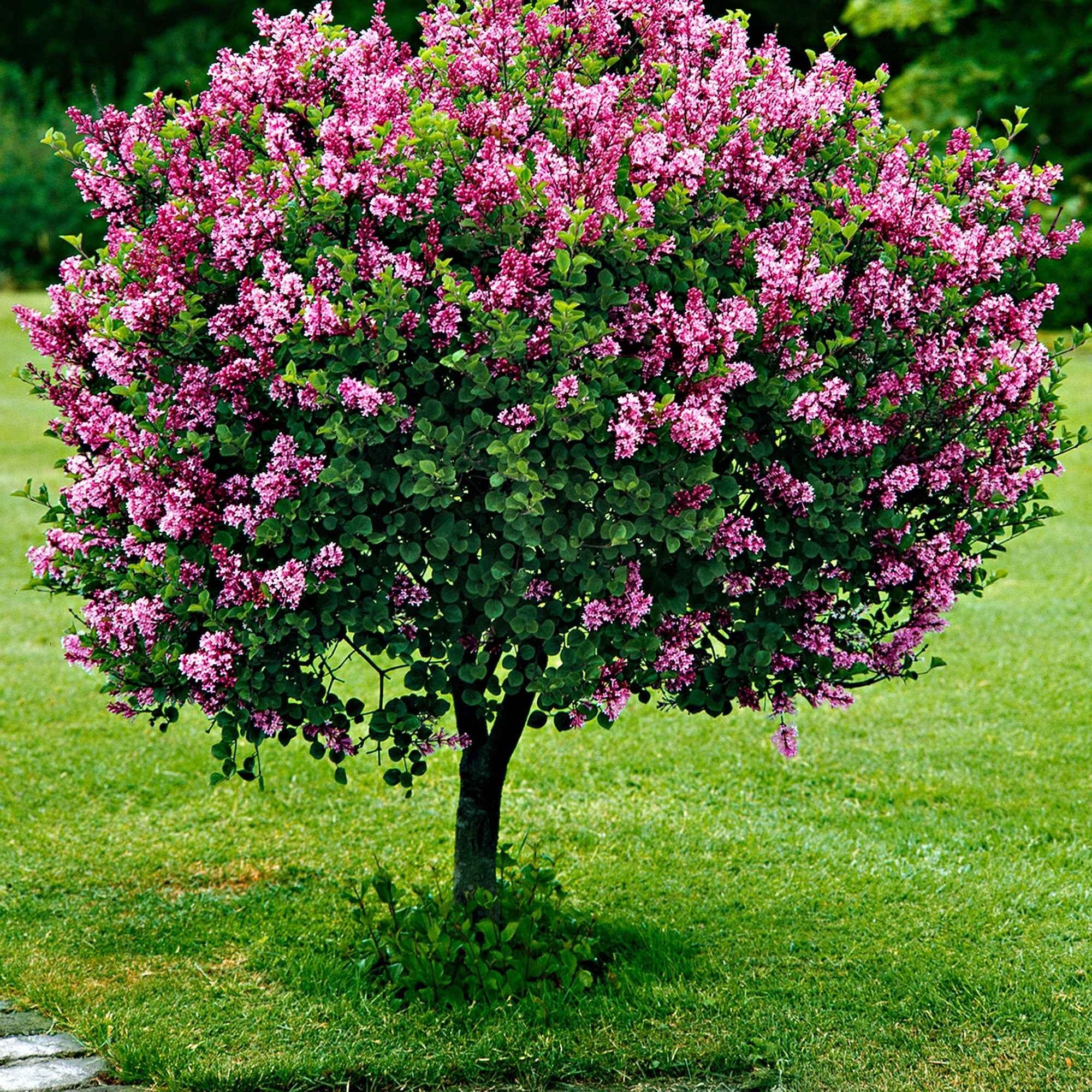 Bakker Lilas nain Palibin arbuste tige 60cm pot 3L rose parfumé