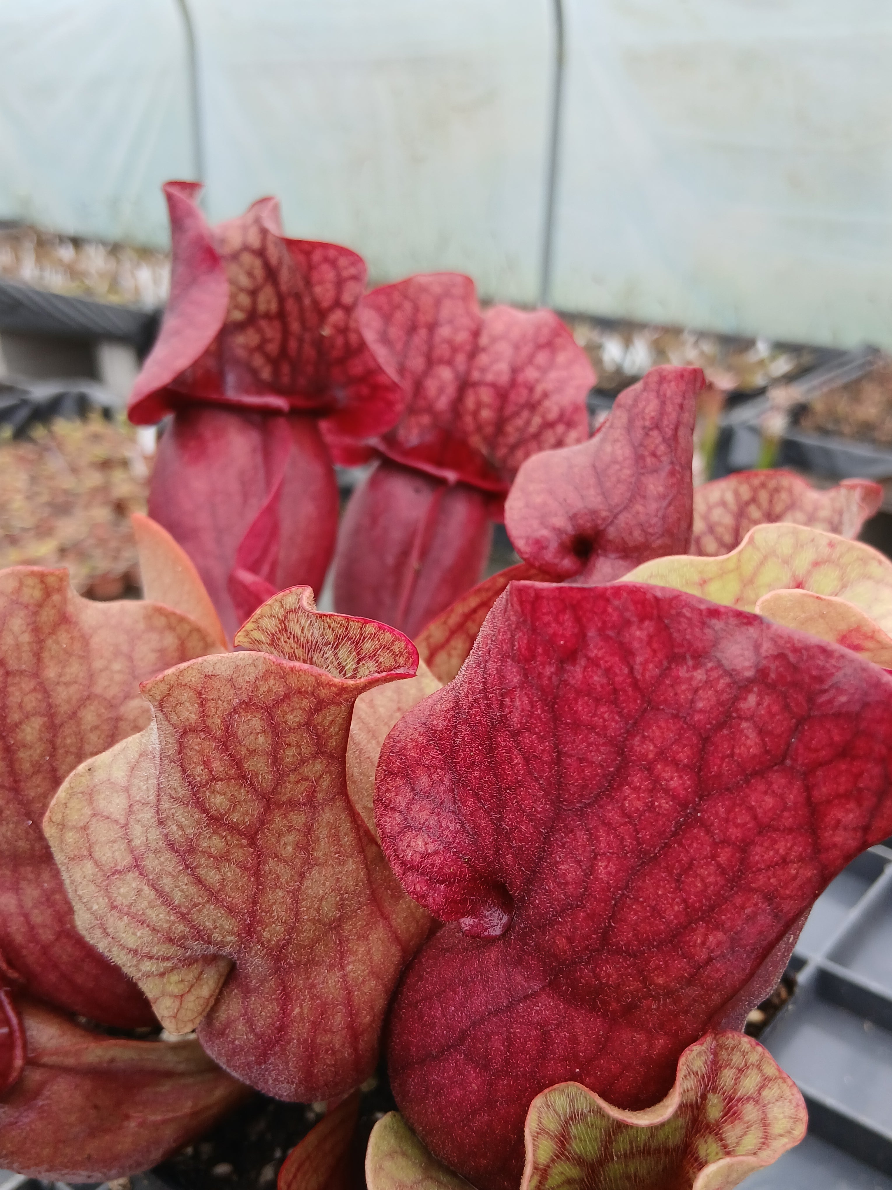 Carniflore Sarracenia purpurea venosa carnivore 1 pousse