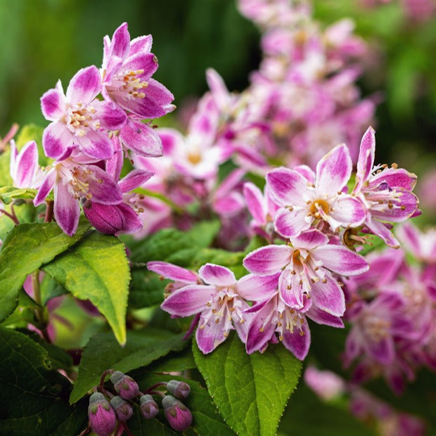 Bakker Deutzia Champ de fraise arbuste fleuri rose pot 1,5L 20-30cm